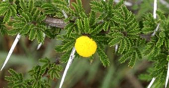 81_BushEncroachmentWildlifeAnd_1-3-659x