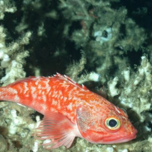 Deep sea fish