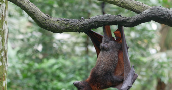 Bat hanging from a branch