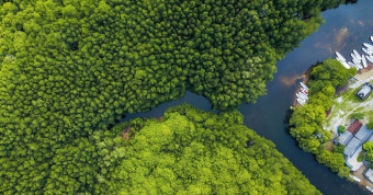 mangrove-forest-NR-001-702x368px-Credit-Joel-Vodell-Unsplash