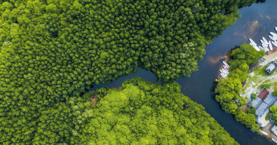 mangrove-forest-NR-001-702x368px-Credit-Joel-Vodell-Unsplash